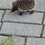 De Bosuil Putten