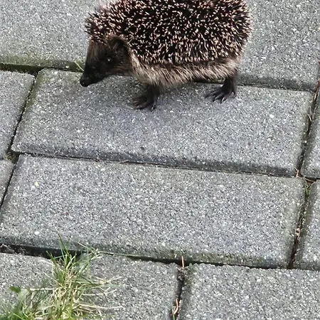 De Bosuil Putten