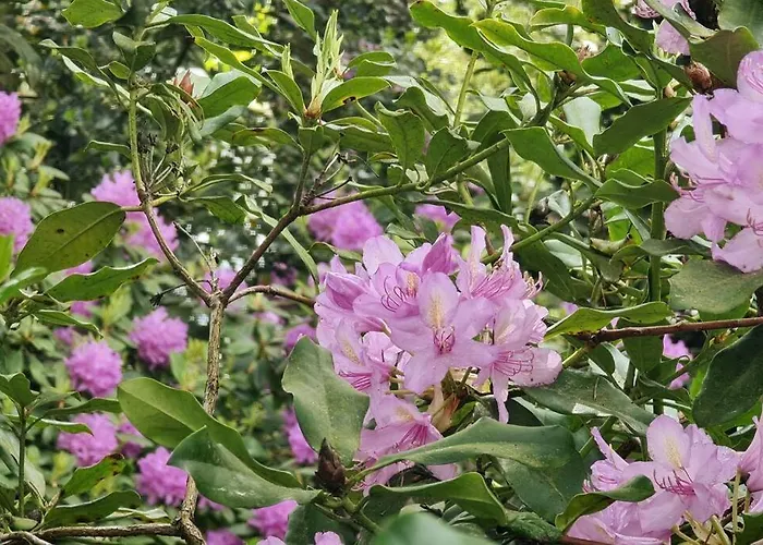 度假居 De Bosuil 皮滕