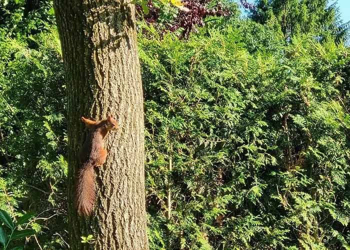 De Bosuil 度假居 *