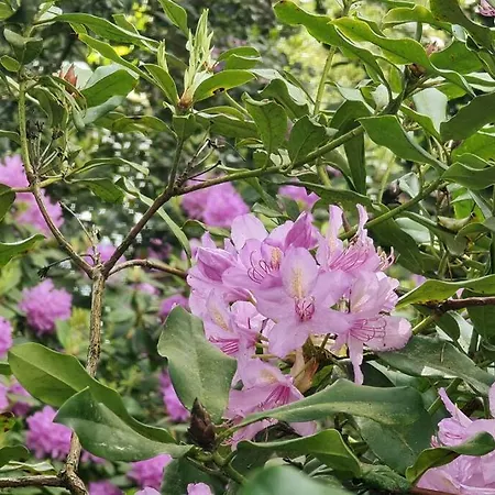 بيت للعطل De Bosuil بوتِنْ