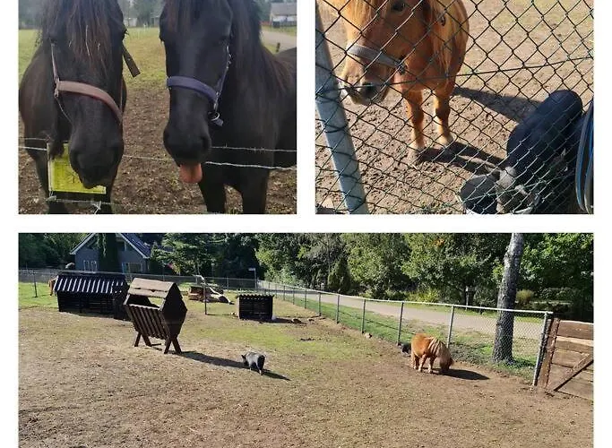 Vakantiehuis De Bosuil Putten
